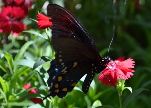sunny butterfly