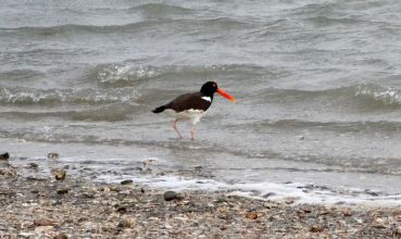 The American Oystercatcher