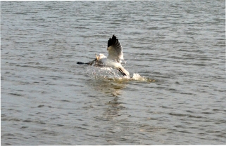 Laughing gull fishing