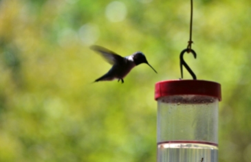 hummingbird at feeder (1024x661)